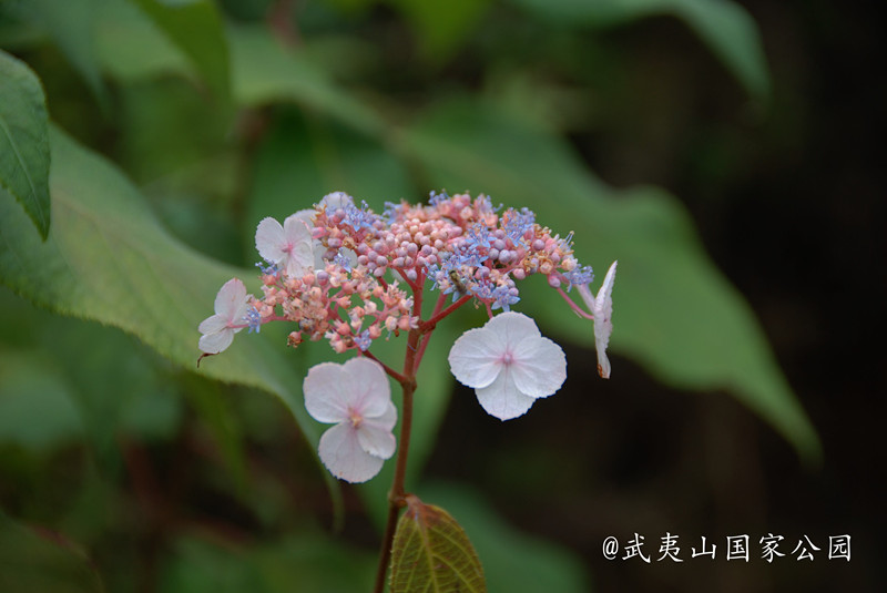 臘蓮繡球